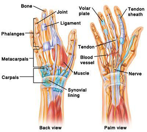 Hand & Wrist Tendons & Muscles